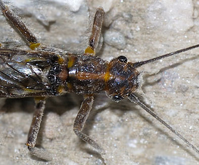 Isoperla sp.